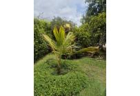 Fincas y Casas Campestres, Venta, Dagua - $390.000.000