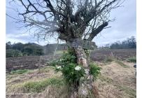 Lotes, Venta, Bojaca - $13.120.000.000