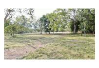 Casas, Venta, Carmen de Apicala - $537.350.000