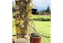 Lotes, Venta, Guasca - $2.200.000.000