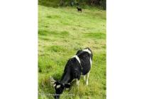 Lotes, Venta, Guasca - $2.200.000.000