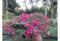 Casas, Venta, Pance - $3.500.000.000