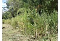 Lotes, Venta, Pereira - $980.000.000