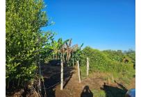Lotes, Venta, Pereira - $170.000.000