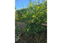 Lotes, Venta, Pereira - $170.000.000