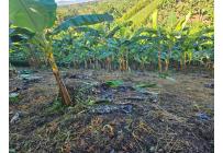 Lotes, Venta, Pereira - $170.000.000