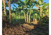 Lotes, Venta, Pereira - $170.000.000
