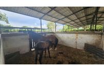 Lotes, Venta, Palmira - $950.000.000