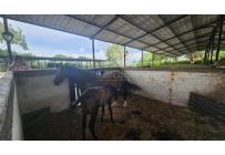 Lotes, Venta, Palmira - $950.000.000