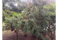 Apartamentos, Venta, Caney - $250.000.000