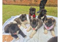 CACHORROS AKITA AMERICANOS - Mascotas