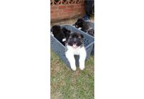 CACHORROS AKITA AMERICANOS - Mascotas