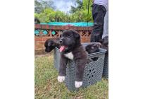 CACHORROS AKITA AMERICANOS - Mascotas