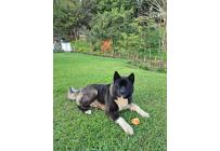 CACHORROS AKITA AMERICANOS - Mascotas