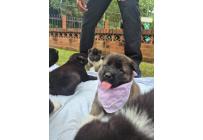 CACHORROS AKITA AMERICANOS - Mascotas