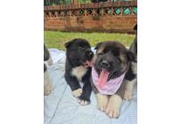 CACHORROS AKITA AMERICANOS - Mascotas