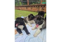 CACHORROS AKITA AMERICANOS - Mascotas