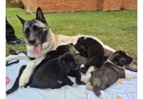CACHORROS AKITA AMERICANOS - Mascotas