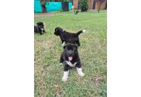 CACHORROS AKITA AMERICANOS - Mascotas
