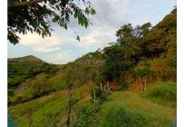 Fincas y Casas Campestres, Venta, Guacarí - $450.000.000