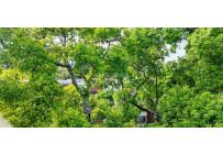 Apartamentos, Venta, Camino Real - $443.000.000