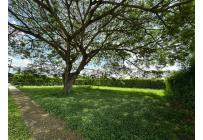 Lotes, Venta, Palmira - $310.000.000