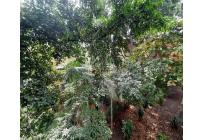 Apartamentos, Venta, Chiminangos - $118.000.000