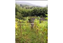 Fincas y Casas Campestres, Venta, Dagua - $750.000.000