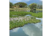 Lotes, Venta, Palmira - $457.000.000