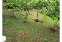 Fincas y Casas Campestres, Venta, Dagua - $370.000.000