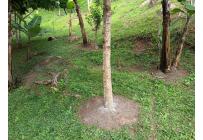 Fincas y Casas Campestres, Venta, Dagua - $370.000.000