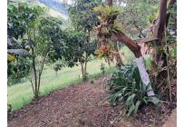 Fincas y Casas Campestres, Venta, La Elvira - $480.000.000