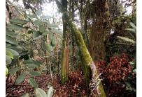 Lotes, Venta, Yumbo - $1.550.000.000