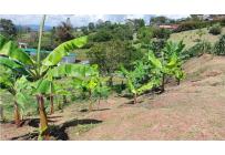 Casas, Venta, Calima (Darién) - $298.000.000