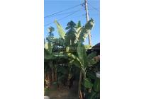 Lotes, Venta, Palmira - $260.000.000