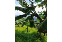 Fincas y Casas Campestres, Venta, Buga - $270.000.000