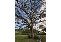 Lotes, Venta, Palmira - $990.000.000