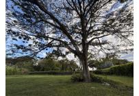 Lotes, Venta, Palmira - $990.000.000