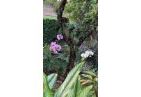 Lotes, Venta, Pance - $1.100.000.000