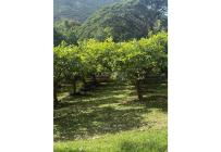 Fincas y Casas Campestres, Venta, La Unión - $1.400.000.000