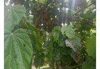 Fincas y Casas Campestres, Venta, Florida - $599.000.000