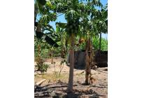Fincas y Casas Campestres, Venta, Florida - $599.000.000