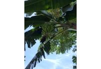 Fincas y Casas Campestres, Venta, Florida - $599.000.000