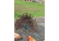 Fincas y Casas Campestres, Venta, Dagua - $1.160.000.000